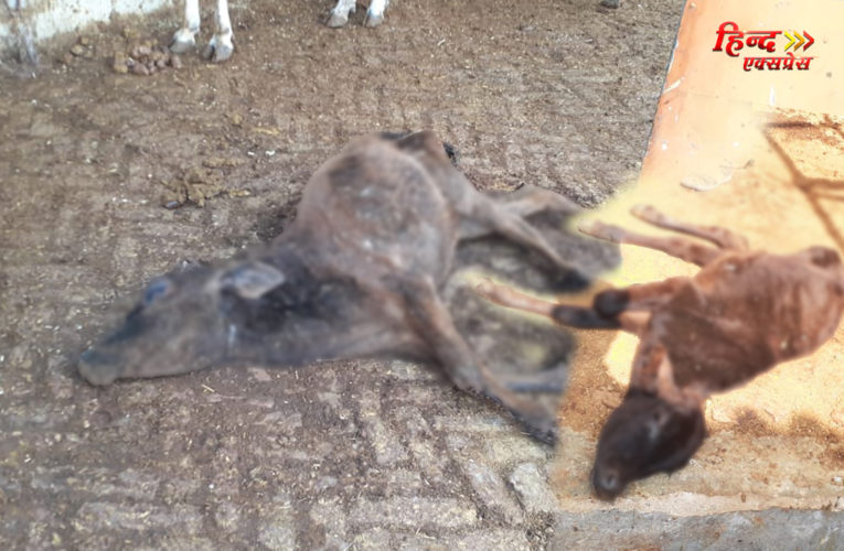 कन्नौज में गौशालाओं की ऐसी दुर्दशा, तड़प- तड़प कर मर रही हैं गायें